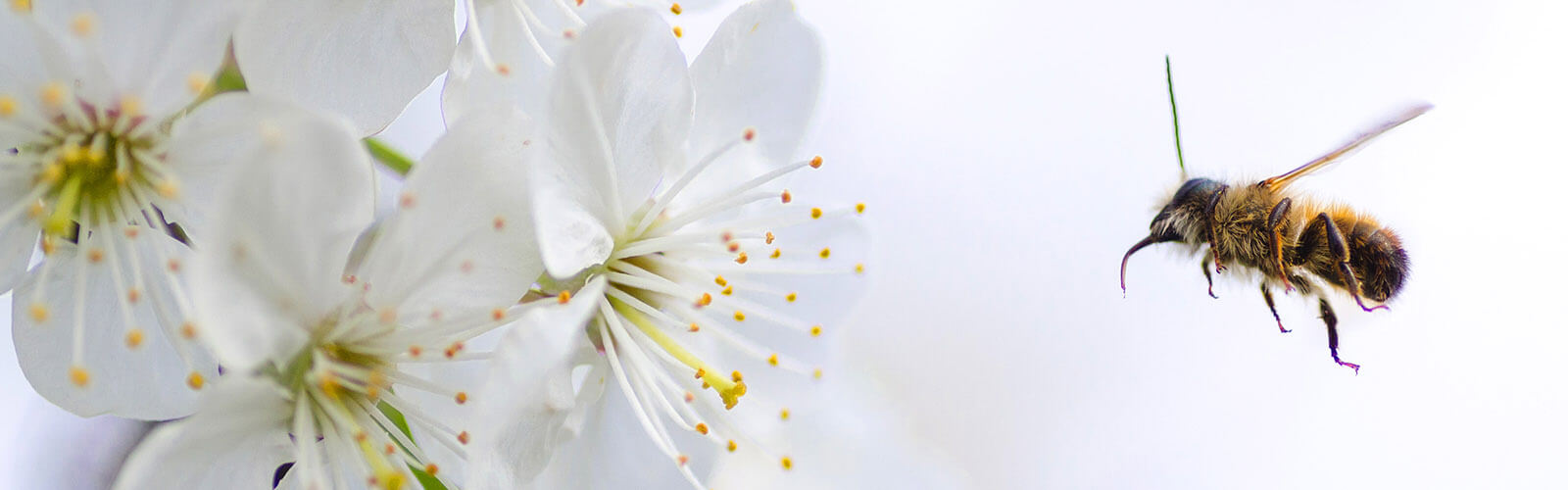 header-ongedierte-bijen Bijen en Hommels - Plaagdier Advies