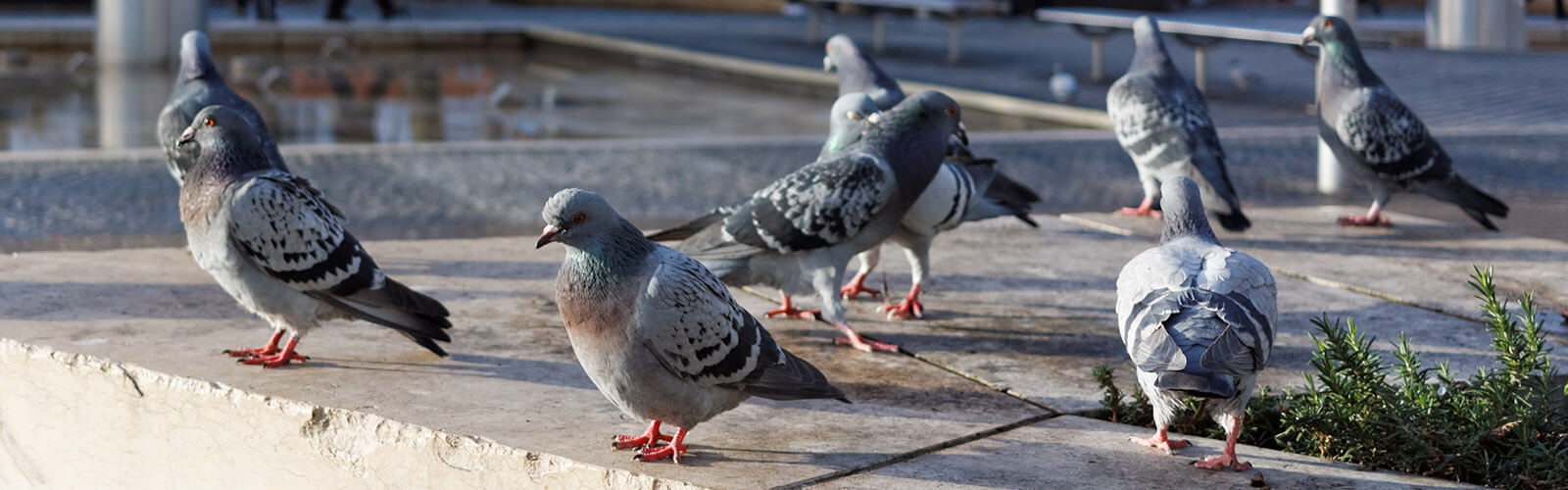 header-ongedierte-duiven Vogels - Plaagdier Advies