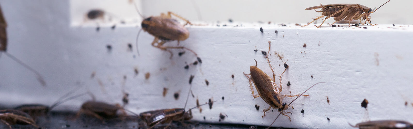 header-ongedierte-kakkerlakken Kakkerlakken - Plaagdier Advies