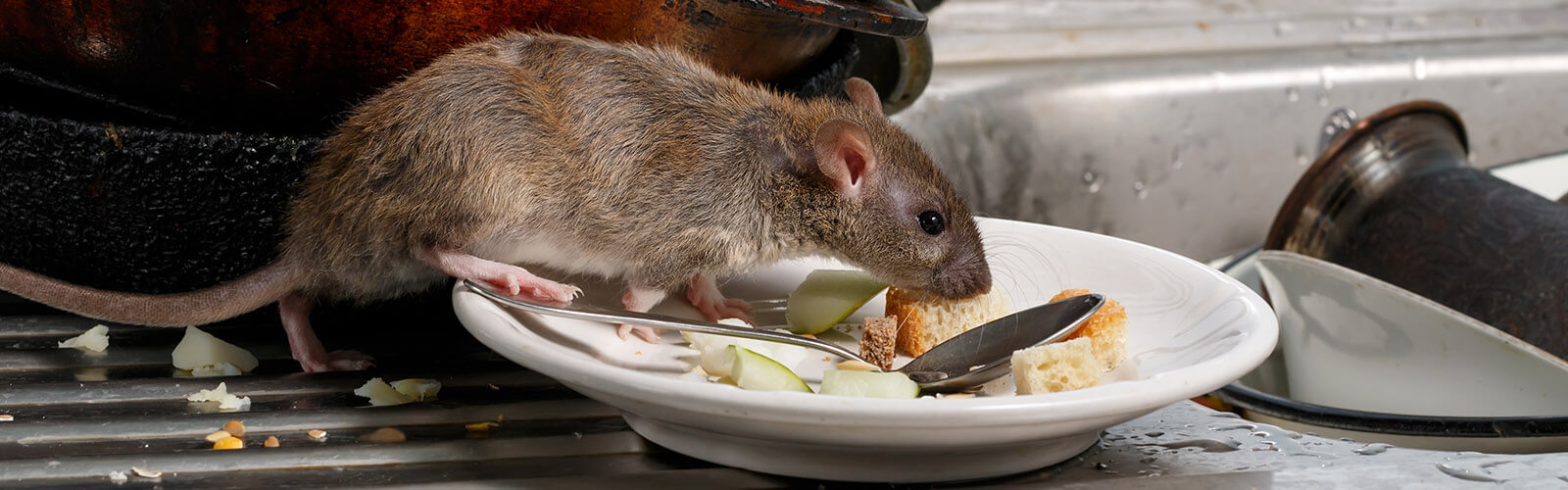 header-ongedierte-ratten Ratten - Plaagdier Advies