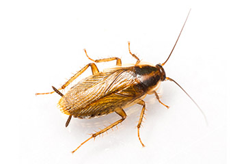 Kakkerlakken
