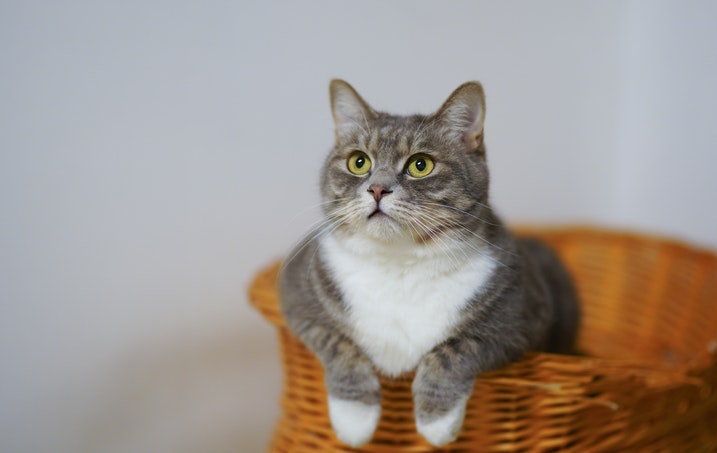 kattenvlooien in huis